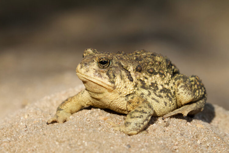 Foto: Shutterstock/Tom Reichner