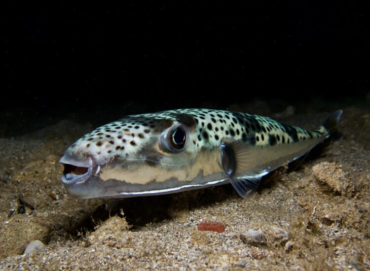 Foto:Sakis Lazarides/Shutterstock