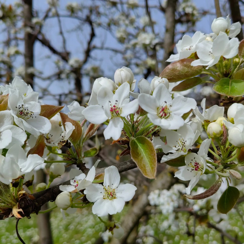 Foto: S.Tasić/OK Radio