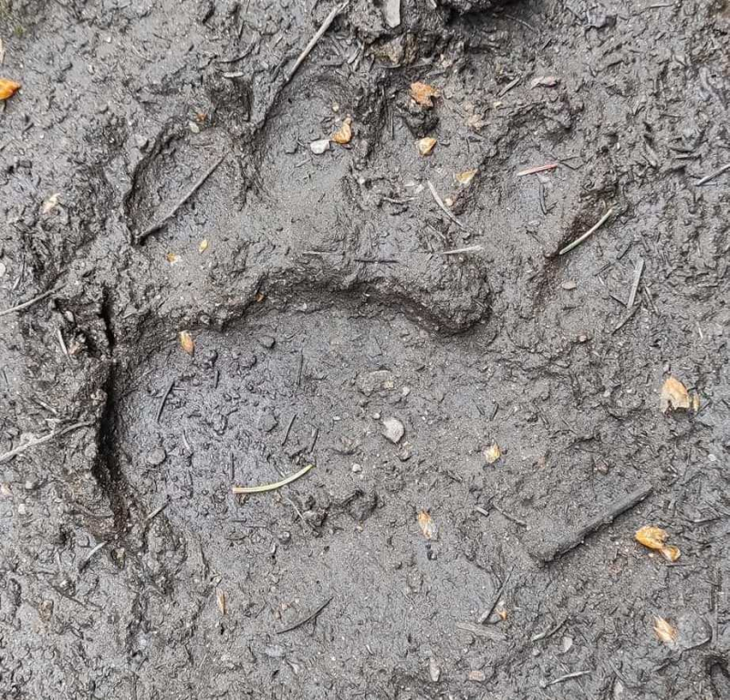 Foto: FB PIO Vlasina