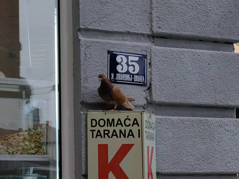 Foto: S.Tasić/OK Radio