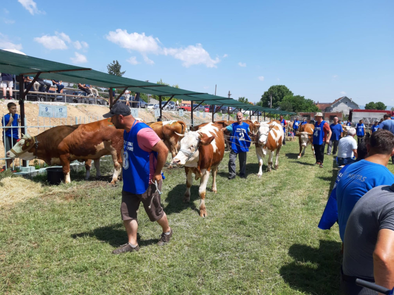 Foto: S.Tasić/OK Radio