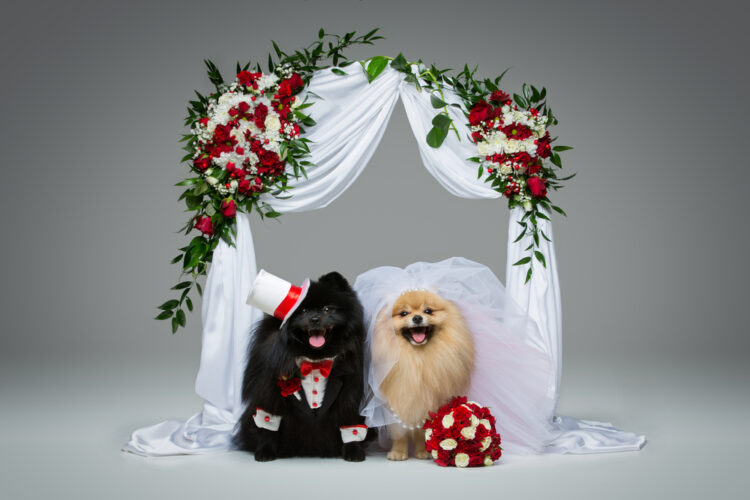Foto: Shutterstock/Svetography