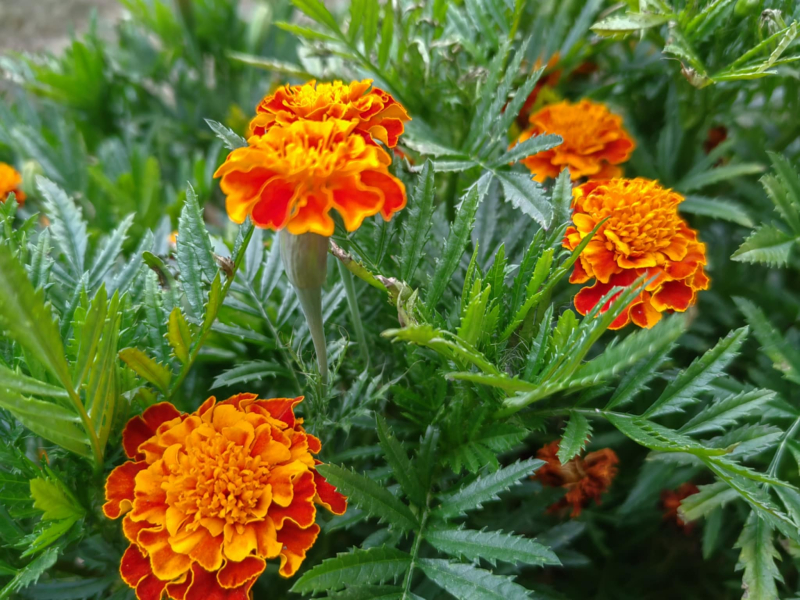 Foto: S.Tasić/OK Radio