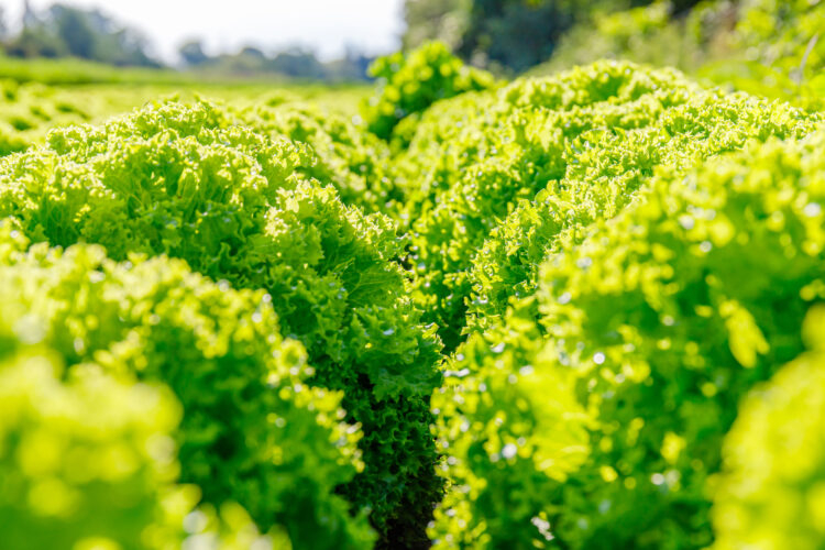 Foto: Shutterstock/nnattalli