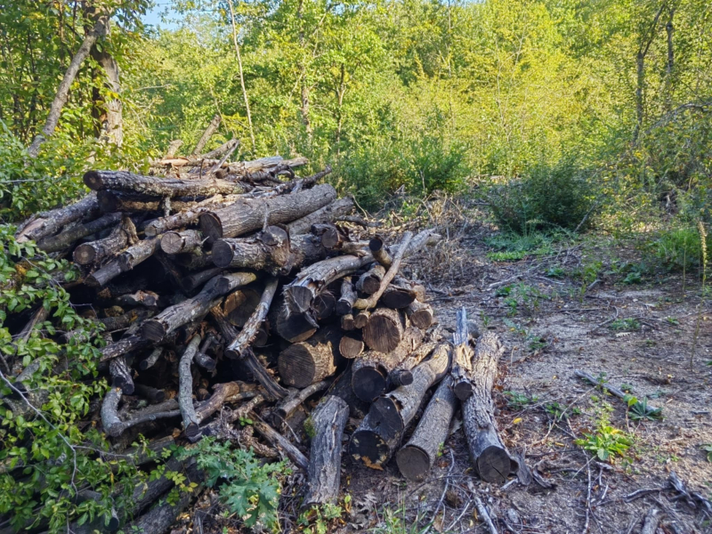 Foto: S.Tasić/OK Radio