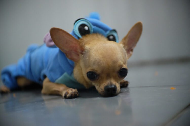 Foto:Shutterstock/SINEENART.A