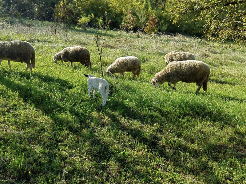 Foto: S.Tasić/OK Radio