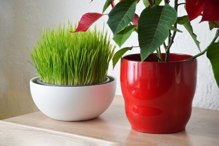 Foto: izzzy71/Shutterstock