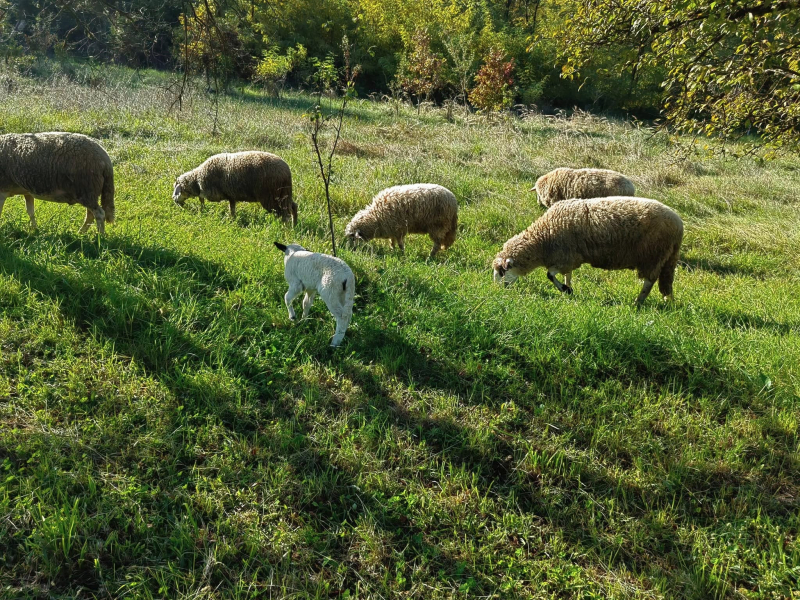 Foto: Ok Radio,S.Tasić