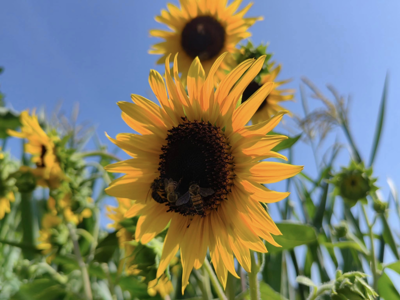 Foto: S.Tasić/OK Radio