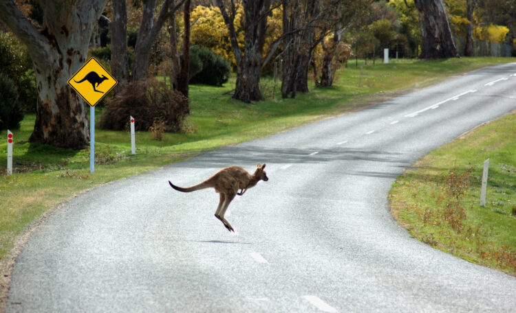 Foto: Shutterstock/ Lee Torrens