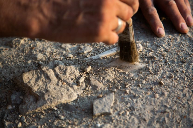 Foto: Shutterstock/Kostyantyn Skuridin