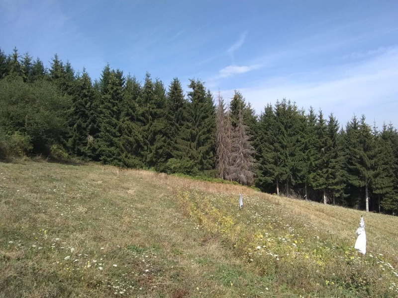 Foto: S.Tasić/ OK Radio