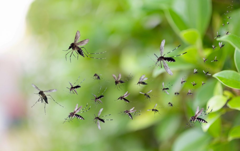 Foto: Shutterstock