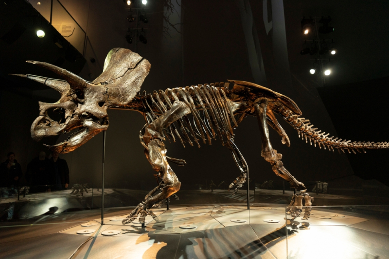 Foto: Shutterstock/ben bryant