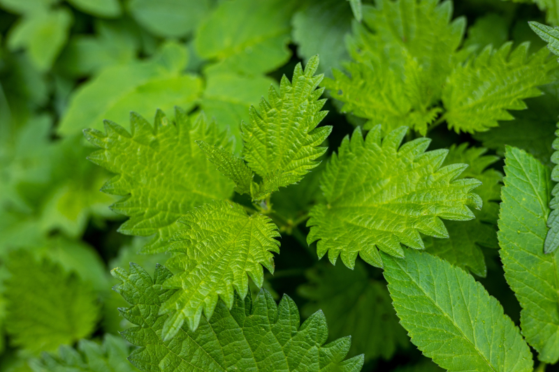 Foto: garmoncheg/Shutterstock