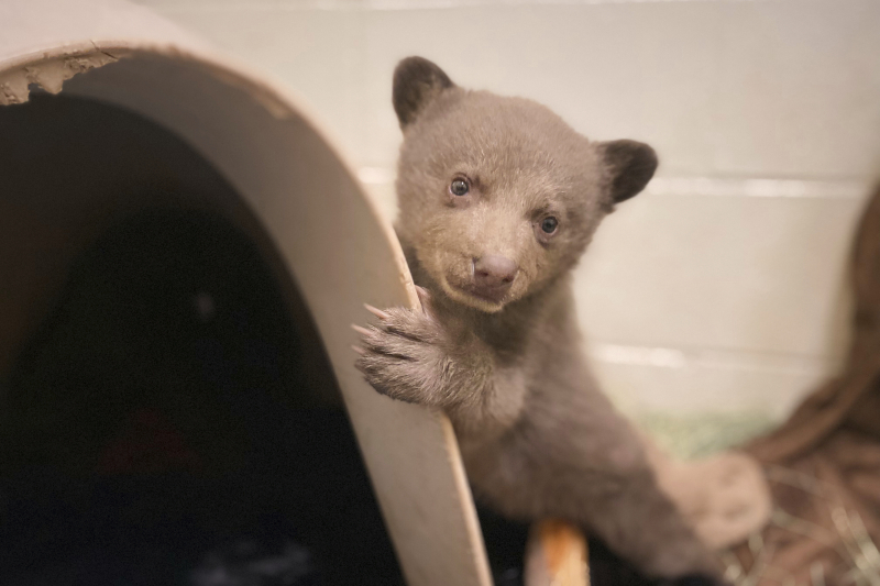 Foto: Tanjug/San Diego Humane Society via AP