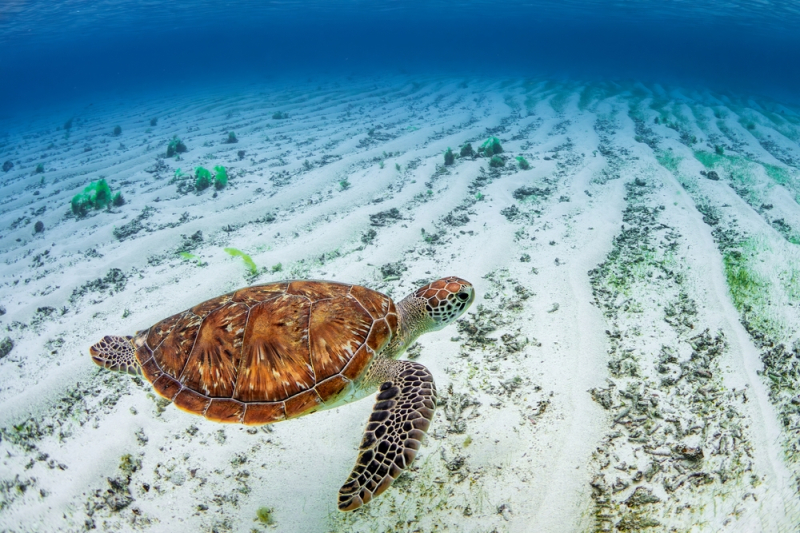 Foto: Shutterstock/David Havel