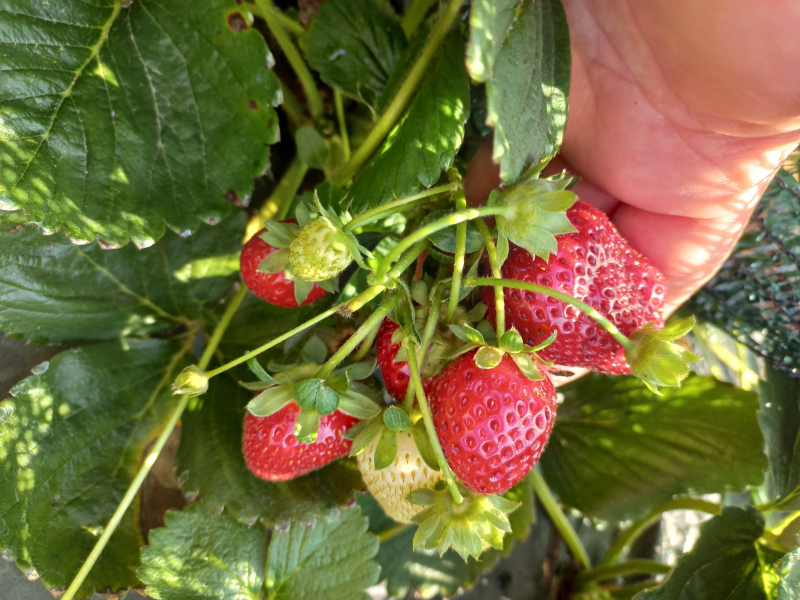 Foto: Ok Radio,S.Tasić