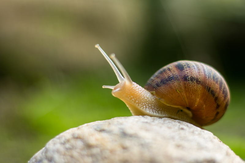 Foto: Derren/Shutterstock