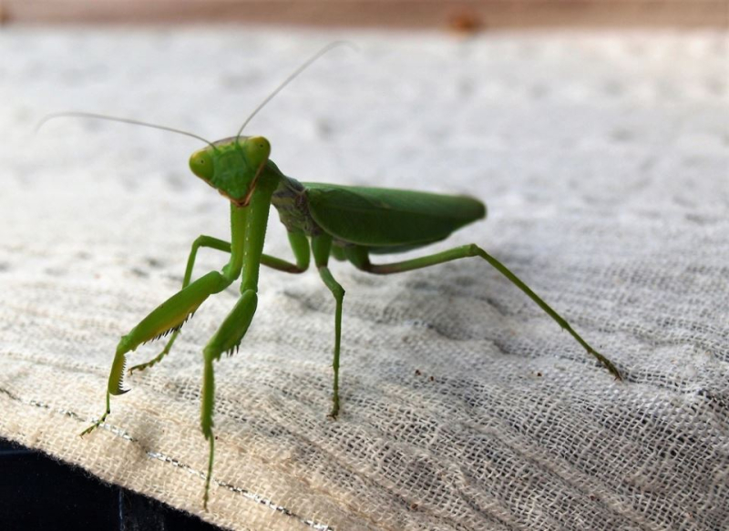 Foto: Foto: Shutterstock