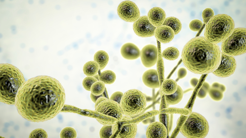 Foto:  Kateryna Kon/Shutterstock 