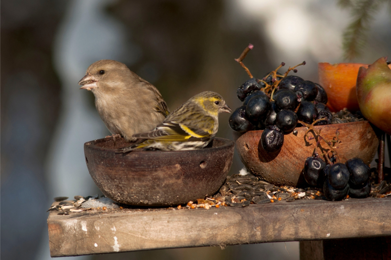 Foto: Miodrag Zlatarov