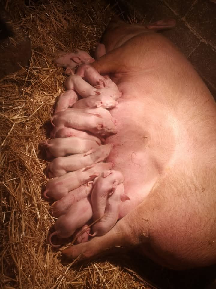 Foto: FB Veterinarska stanica Vranje