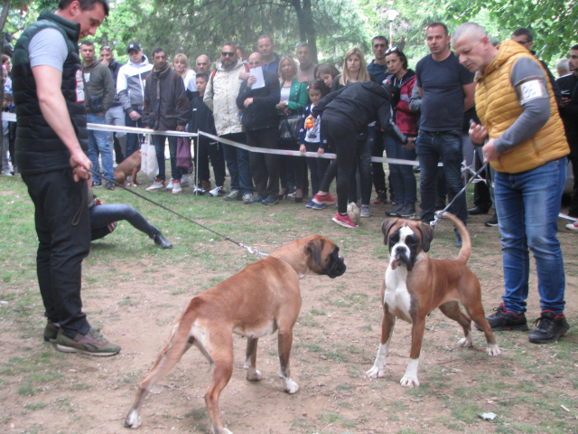 10. Međunarodna izložba pasa svih rasa, Vranje 2019.