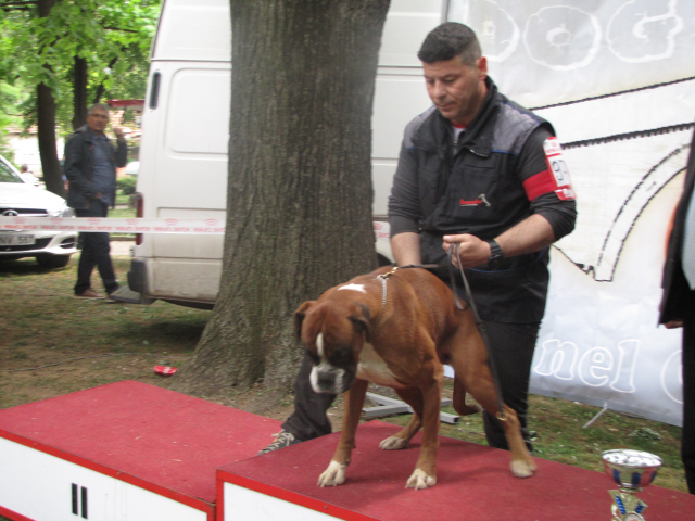 10. Međunarodna izložba pasa svih rasa, Vranje 2019.