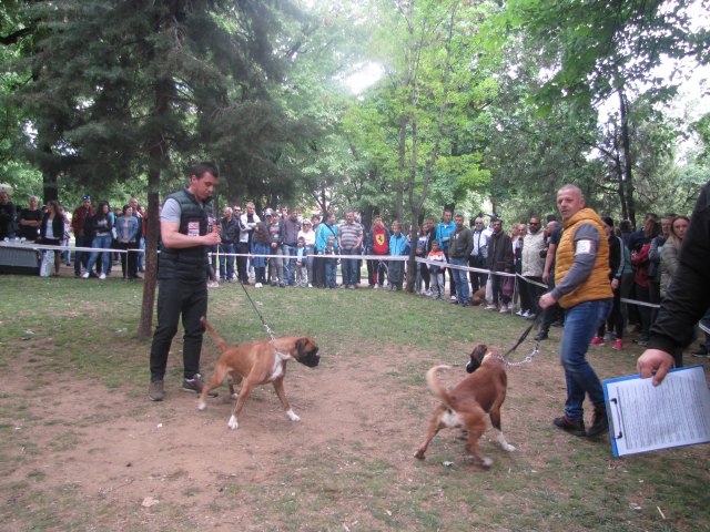 10. Međunarodna izložba pasa svih rasa, Vranje 2019.