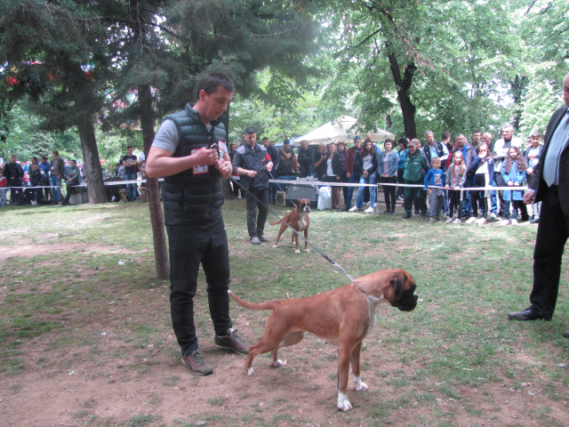 10. Međunarodna izložba pasa svih rasa, Vranje 2019.