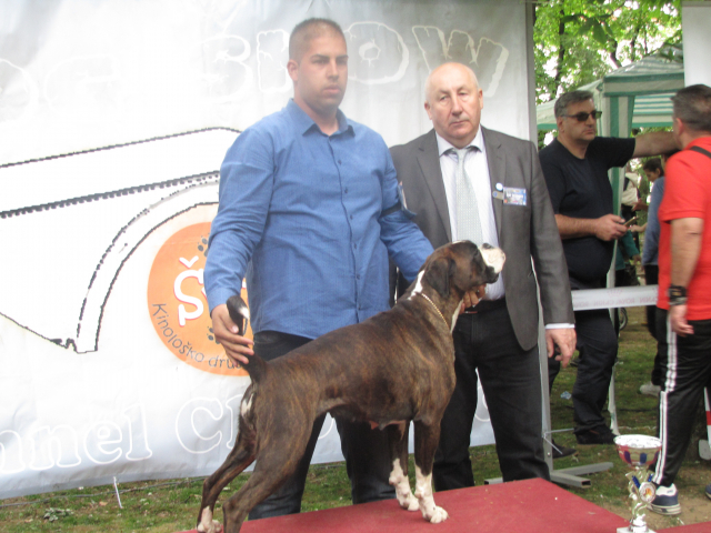 10. Međunarodna izložba pasa svih rasa, Vranje 2019.