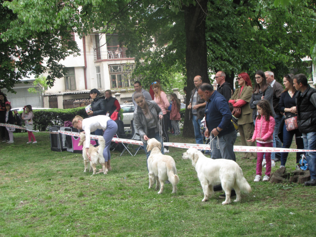 10. Međunarodna izložba pasa svih rasa, Vranje 2019.