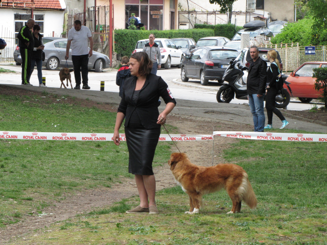 10. Međunarodna izložba pasa svih rasa, Vranje 2019.