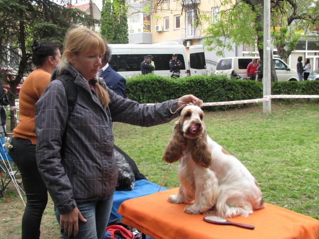 10. Međunarodna izložba pasa svih rasa, Vranje 2019.