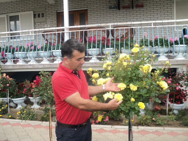 Profesor Haliti i njegove ruže