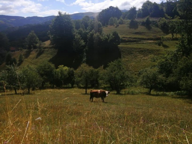 Koncert: Dr Nele Karajlić i 