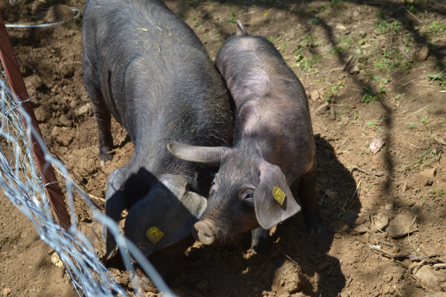 Stalci za infuziju za ZC Vranje