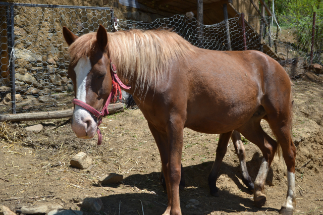 Stalci za infuziju za ZC Vranje