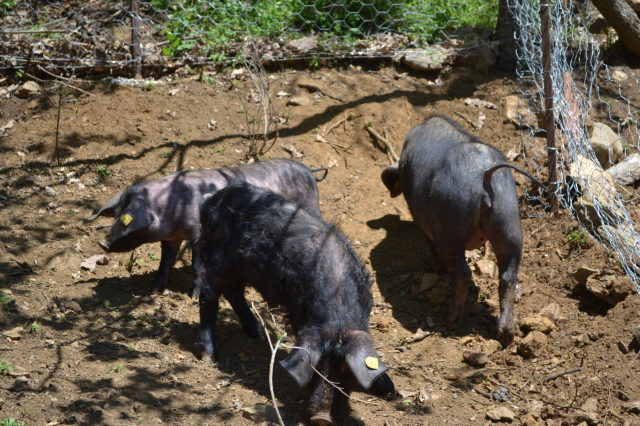 Etno selo Preobraženje