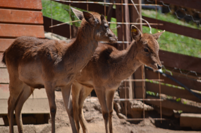 Etno selo Preobraženje
