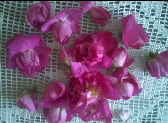 Svetski dan bez automobila