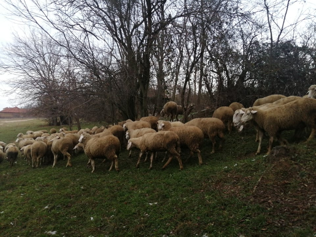 Bratoselce 