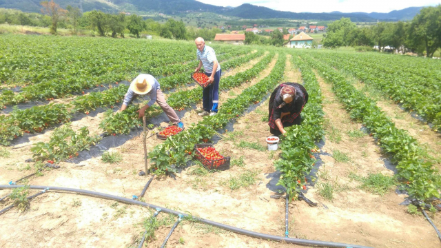 Patrijarh Porfirije na slavi Eparhije vranjske