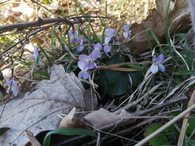 Veterinari Besna Kobila