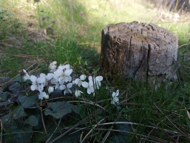 Veterinari Besna Kobila