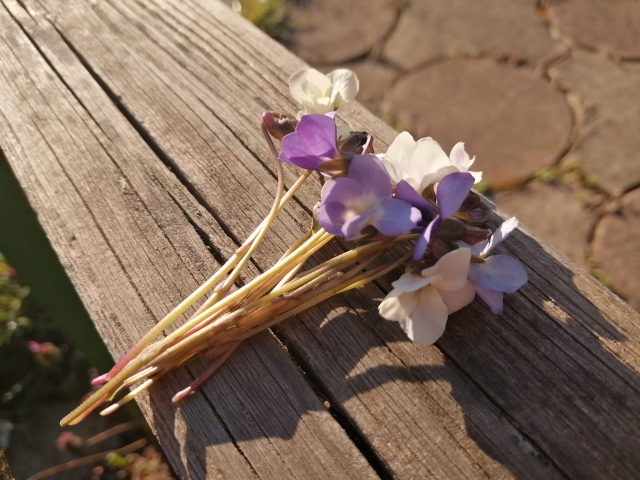 Veterinari Besna Kobila