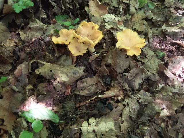 Moja Cipiripi družina